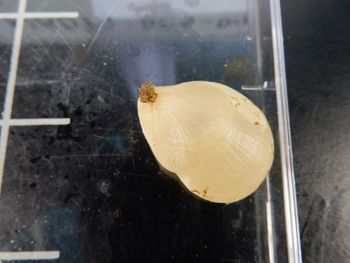 Media type: image;   Invertebrate Zoology 139336